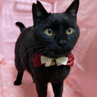 初心者向き！甘えん坊の黒猫『トト』