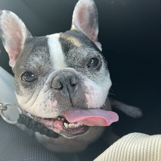 人が大好きなフレブル 