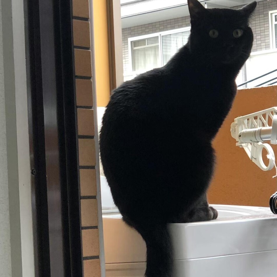 ぶぶのカバー写真