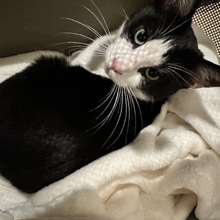 人馴れゴロゴロ、おっとりさん