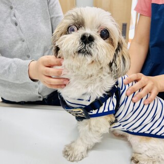 膝の上でぐうぐう寝ちゃうベタ甘シーズーの男の子