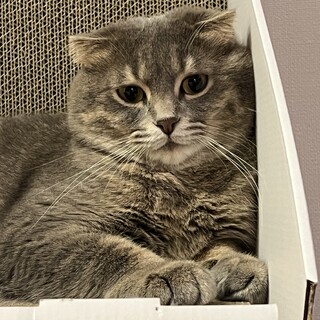 スコミックスのフワッフワチビちゃん里親さん募集中