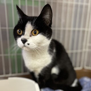 キュートなホクロの黒白ハチワレガール☆ゴマ