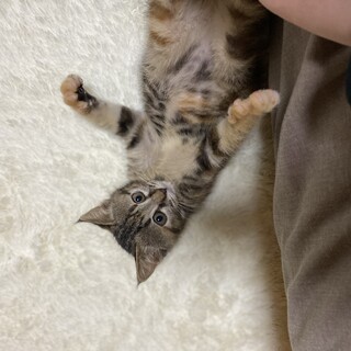 大切に育ててくださる里親様に出会いたいです。