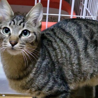 シャイだけどなでなで大好き！