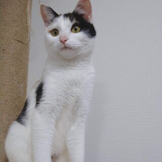 とても懐っこいさくらちゃん(決定いたしました！)