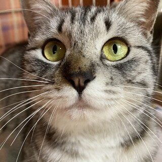 甘えん坊のウラン❣️