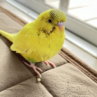 セキセイインコ ひとり餌できます。