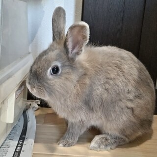3ヶ月くらいのグレーの子ウサギです。
