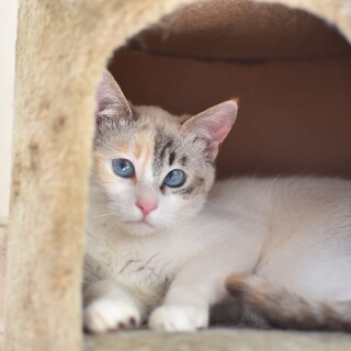 とらべるちゃん