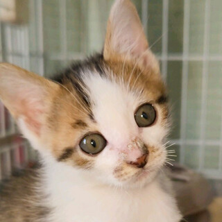 募集停止かわいいキジ白女の子♥こうめ