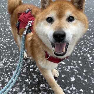 明るくいつも笑顔でいっぱいな【タシュ】くん