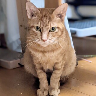 茶トラメス　猫は苦手な甘えん坊