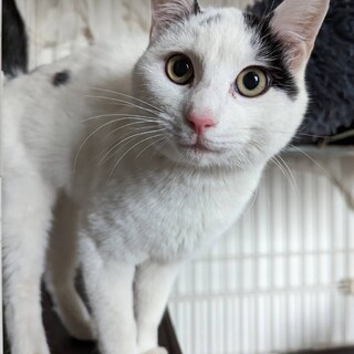 【里親決定！】人懐っこくて食いしん坊！おくろちゃん