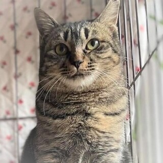 なつっこくて甘えん坊❤チママちゃん