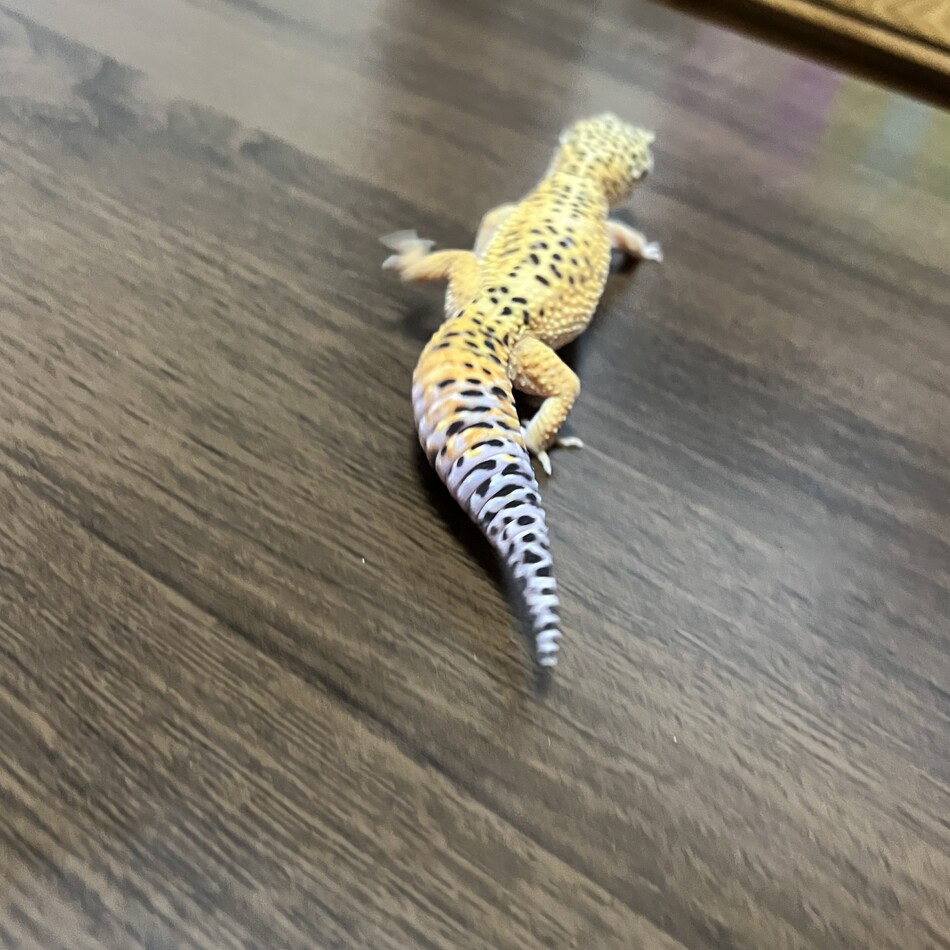 ゆずのカバー写真