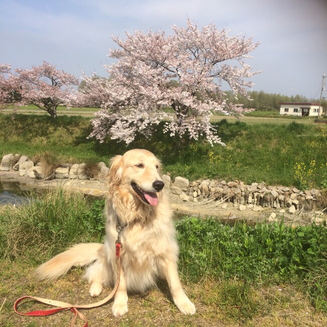 kまやのカバー写真