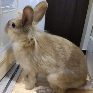 3ヶ月くらいの明るめの茶色の子ウサギです。