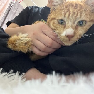 人懐っこい猫ちゃんの里親募集