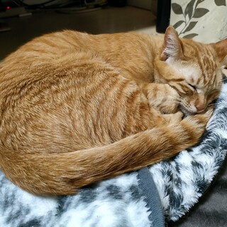 生後一年くらいの保護猫です