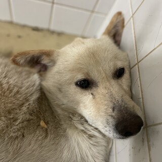 殺処分の対象、期限は14日まで