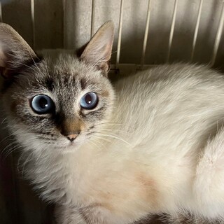 ブルーアイのチビにゃん、シャム系のシュガー君！