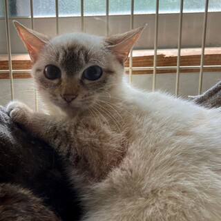 ブルーアイのチビにゃん兄弟、シャム系のバニラ君！
