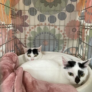 【4/8譲渡会参加】ファミ♡リア