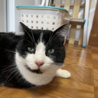 元気な福ちゃん