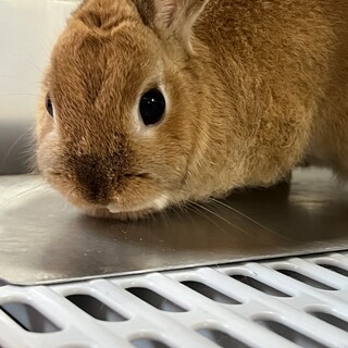 ネザーランドドワーフ8ヶ月　女の子