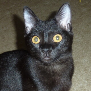 まん丸目玉の元気な黒猫