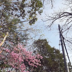 「キー坊、サヨナラ。※49日目。2023年4月1日」サムネイル2