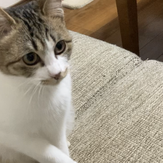 キジ白　甘えん坊　女の子　推定1.5才