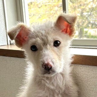 保健所からレスキューした子犬♀シェリーちゃん