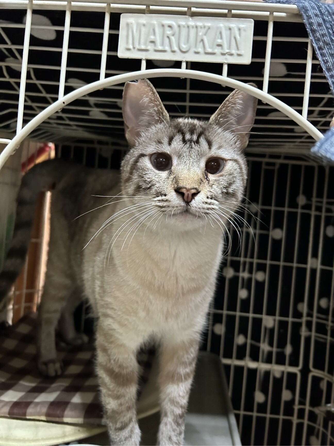 4歳8ヶ月 シャム猫風フ」大阪府 - 猫の里親募集(430671) :: ペット