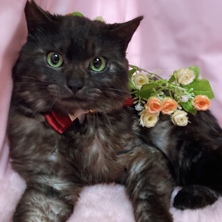 ふわふわ半長毛♪ブラックスモーク『ノエル君』２歳