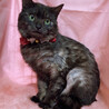 ふわふわ半長毛♪ブラックスモーク『ノエル君』２歳 サムネイル2
