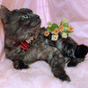 ふわふわ半長毛♪ブラックスモーク『ノエル君』２歳 サムネイル3