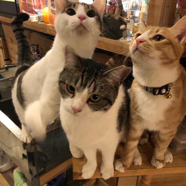 猫カフェにゃんにゃんヒュッテのカバー写真