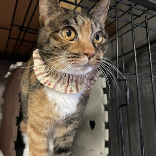 控え目だけど人が大好き☆おこめちゃん