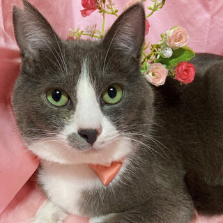 グレー白！呼ぶとお返事『クマちゃん』