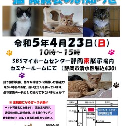 保護ニャンコの譲渡会ｂｙ静岡市清水区