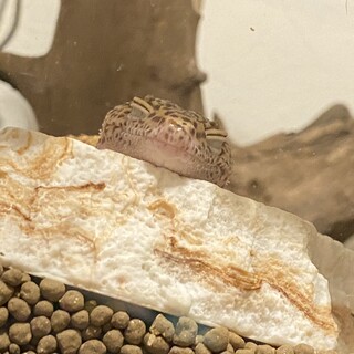 レオパメス、推定2歳