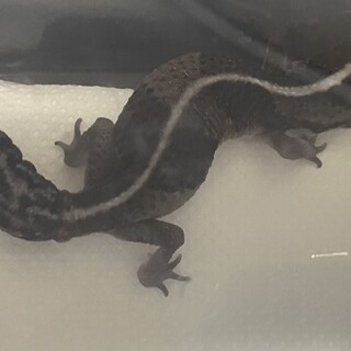 ニシアフワイルド個体