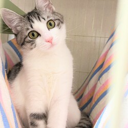 in春日井市☆保護猫たちの譲渡会2023年4月15日（土）～ 非営利団体「ちーむ にゃいんず」