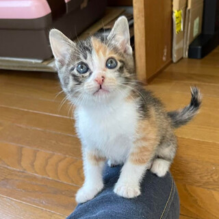 １ヵ月半の三毛『ミオちゃん』小さいですよ♡