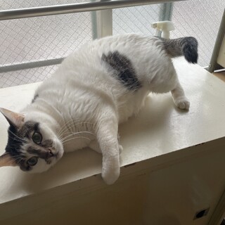 11歳、甘えん坊なまーくん