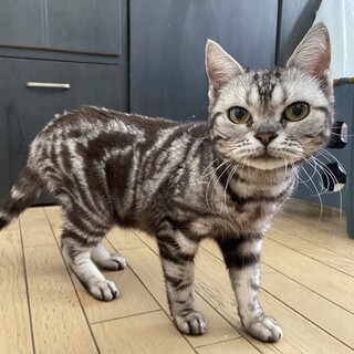 お髭がクルリン！マイペースな性格、アメショのミール