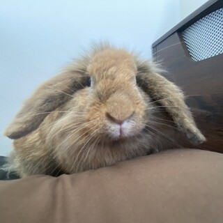 ロップイヤーの女の子