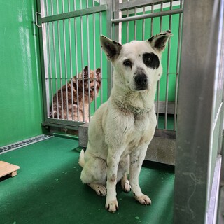 処分対象 飼い主持ち込み 穏やかな白いワンコ